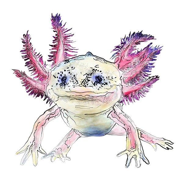 sapo